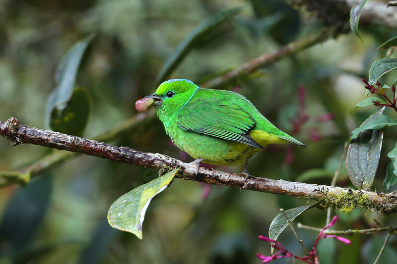 Golden-browed Chlorophonia