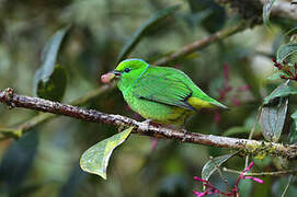 Golden-browed Chlorophonia