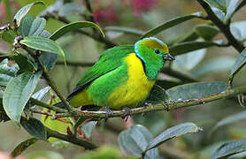 Golden-browed Chlorophonia