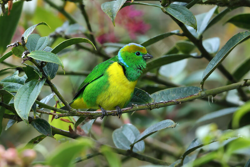 Golden-browed Chlorophonia male adult, identification