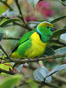 Golden-browed Chlorophonia