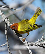 Mangrove Warbler