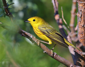 Paruline jaune