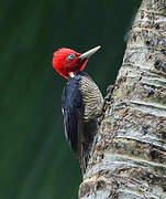 Pale-billed Woodpecker