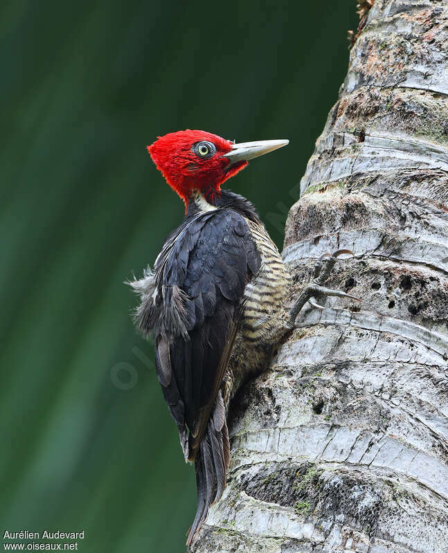 Pale-billed Woodpecker male adult, identification