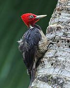 Pale-billed Woodpecker