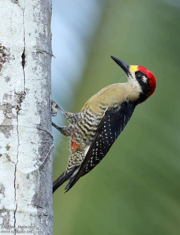 Black-cheeked Woodpecker male adult, identification