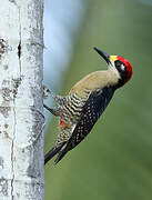 Black-cheeked Woodpecker