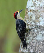 Black-cheeked Woodpecker