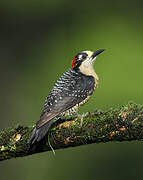 Black-cheeked Woodpecker