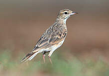 Pipit d'Australie