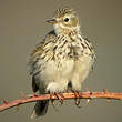 Pipit farlouse