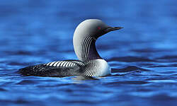 Plongeon du Pacifique