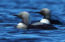 Plongeon du Pacifique