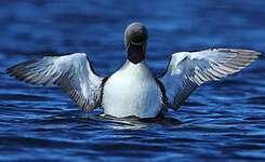 Plongeon du Pacifique