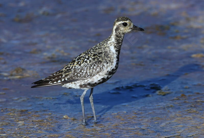 Pacific Golden Plover