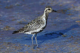 Pacific Golden Plover