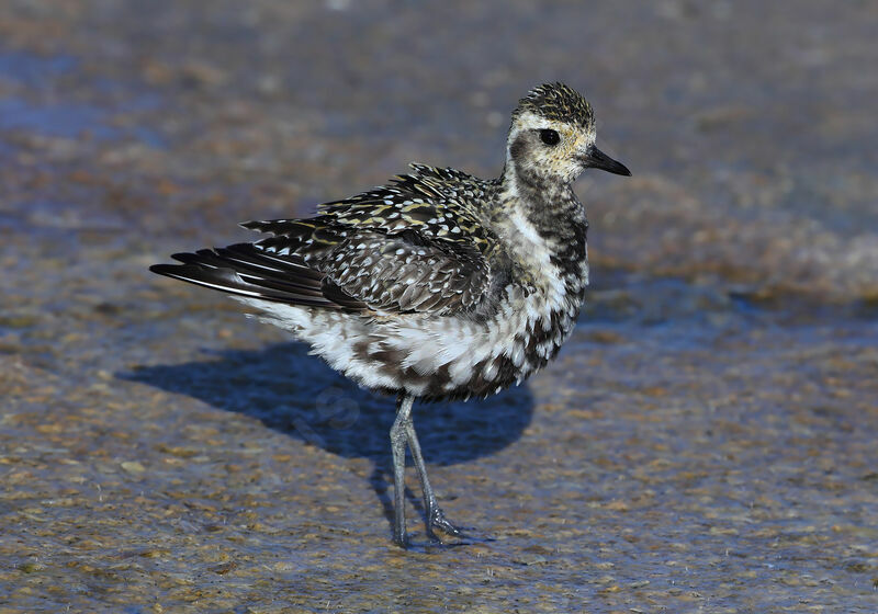 Pacific Golden Plover