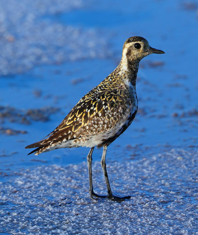 Pacific Golden Plover