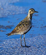 Pacific Golden Plover