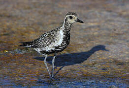 Pacific Golden Plover