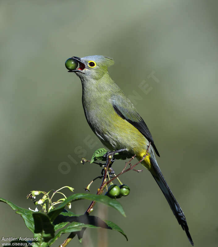 Long-tailed Silky-flycatcher