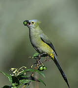 Long-tailed Silky-flycatcher