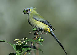 Long-tailed Silky-flycatcher