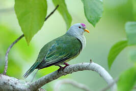 Atoll Fruit Dove