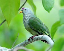 Atoll Fruit Dove