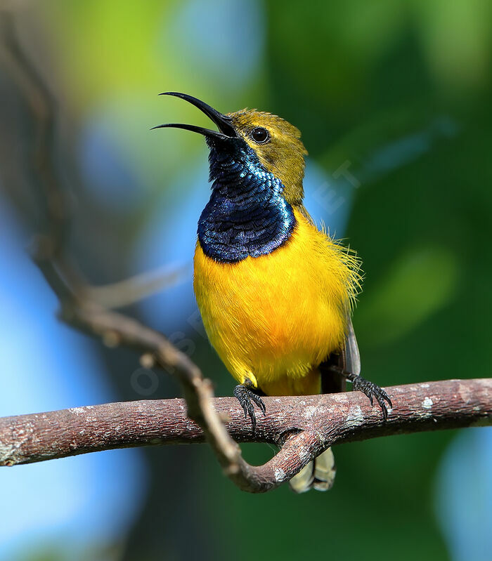 Sahul Sunbird male adult, identification, song