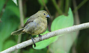 Variable Seedeater