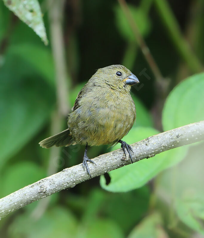 Sporophile variableadulte, identification