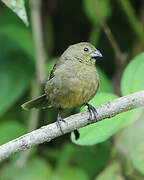 Variable Seedeater