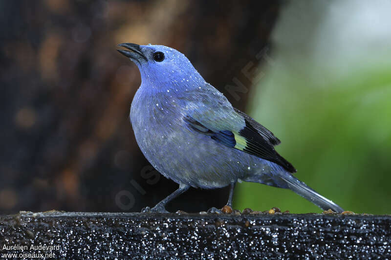 Yellow-winged Tanageradult, identification