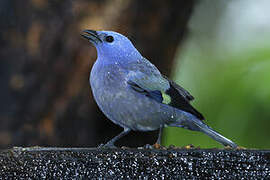 Yellow-winged Tanager