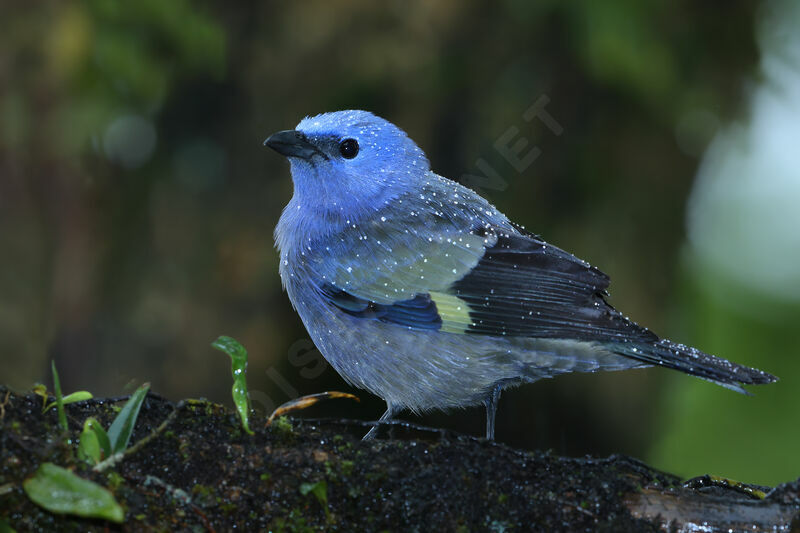 Yellow-winged Tanager