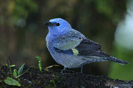 Yellow-winged Tanager