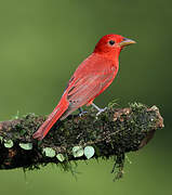 Summer Tanager