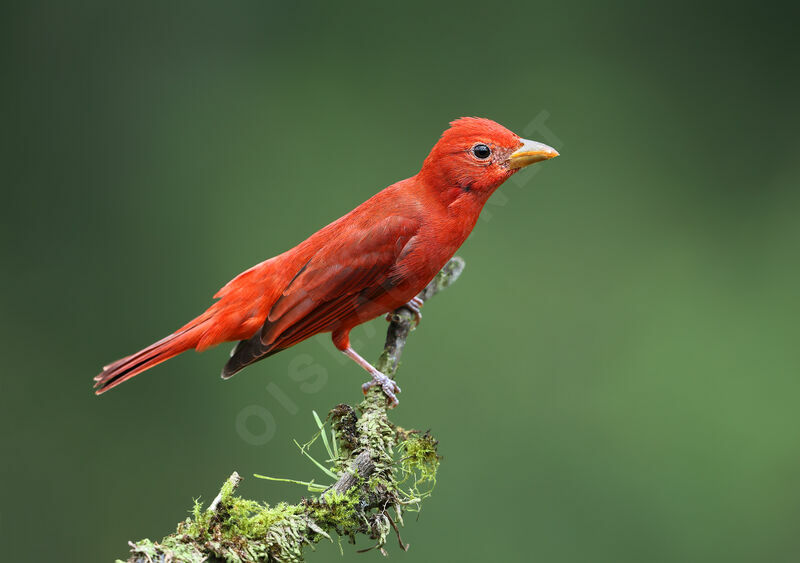 Summer Tanager male adult, identification