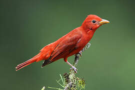 Summer Tanager