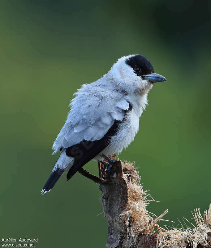 Black-crowned Tityraadult breeding, identification