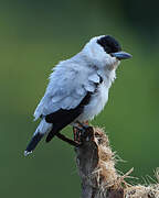 Black-crowned Tityra