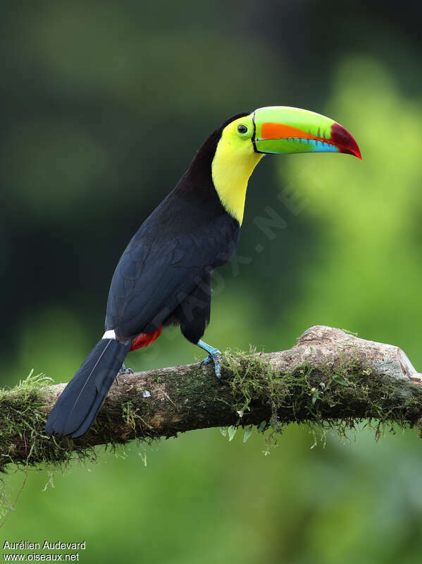 Toucan à carèneadulte, identification