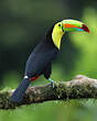 Toucan à carène