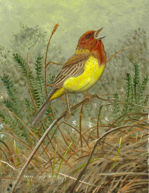 bird artwork of Barry Kent Mackay - page 14