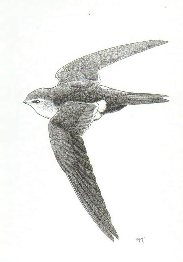 White-throated Swift - Aeronautes saxatalis - bkma23060