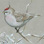 Redpoll