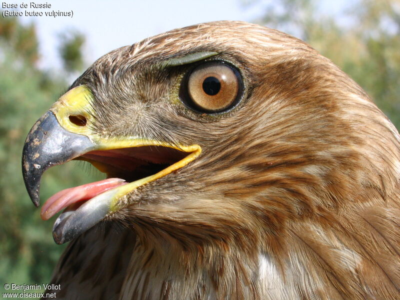 Buse des steppes