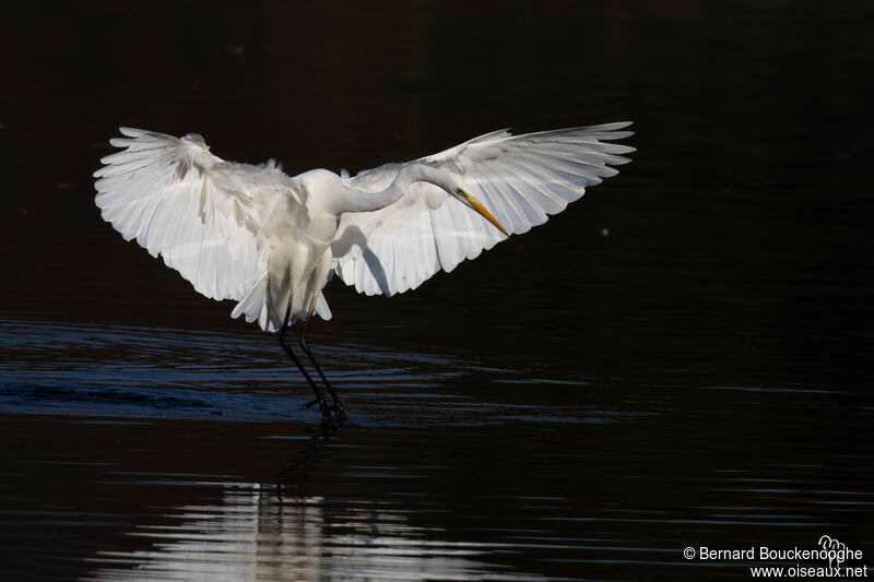 Grande Aigrette